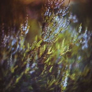 A tranquil nature scene with soft focus.